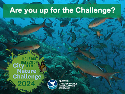 Reddish fish swarming over coral on a reef. Houston Galveston Team City Nature Challenege 2024. Are you up for the Challenge?