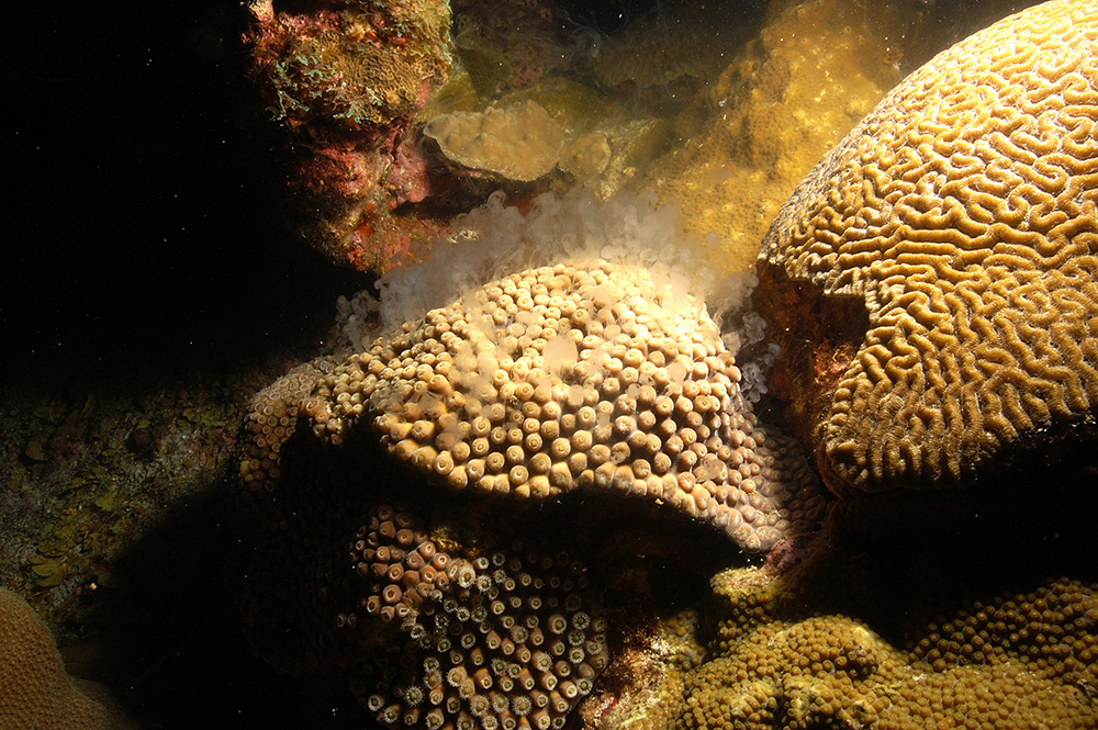Brain coral on right next to star coral, on left, spewing a milky white substance