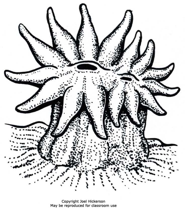 Coral Draw Торрент