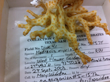 A yellow branching coral specimen with a card explaining its origin