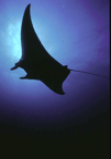 A manta ray swimming through the sanctuary