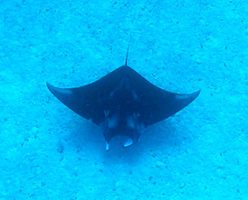 top view of a manta ray