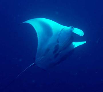 A manta ray viewed from beneath as it swims in blue water.