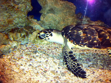 Hawksbill sea turtle in an aquarium exhibit at Moody Gardens
