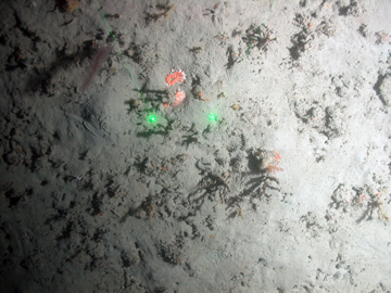 ROV image of the seafloor at Bouma Bank