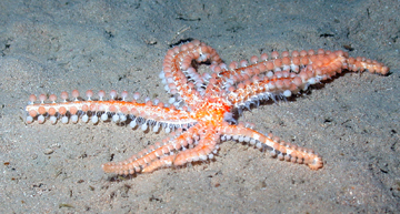 Pompom Sea Star (Coronaster briareus)
