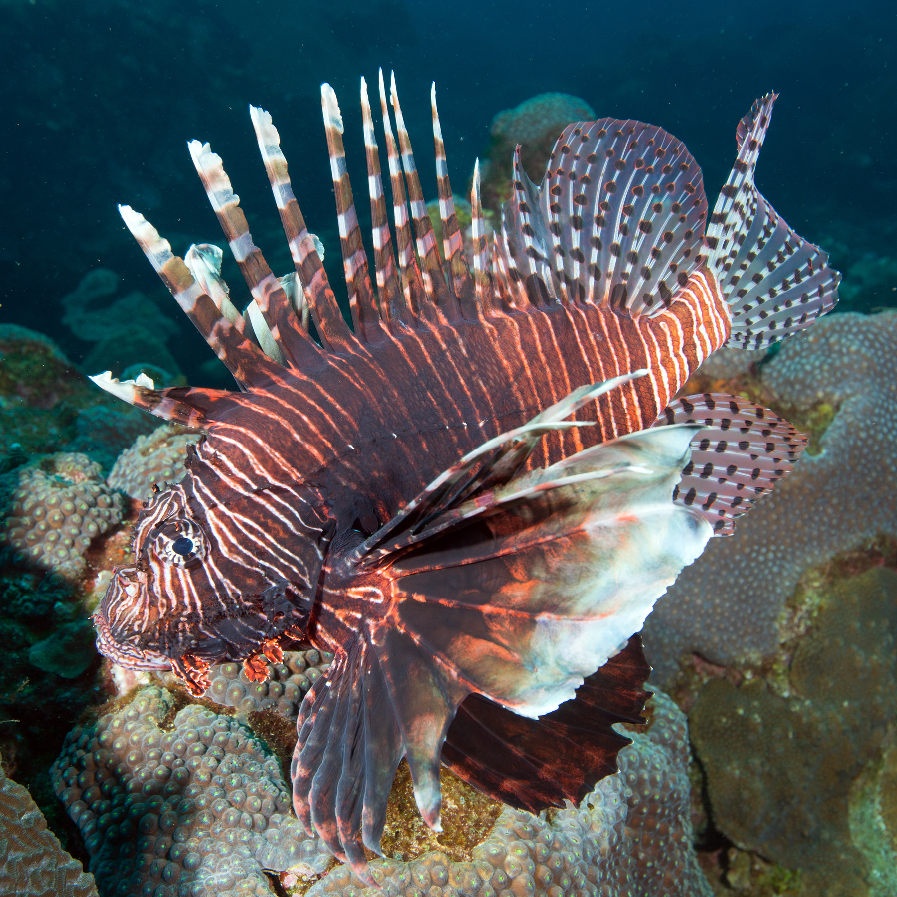 All 100+ Images show me a picture of a lionfish Stunning