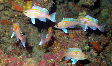Six small fish swim around rocky habitat