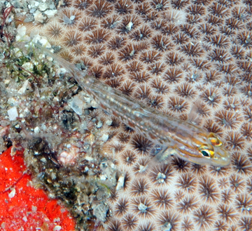 Spotted Goby (Coryphopterus glaucofraenum)
