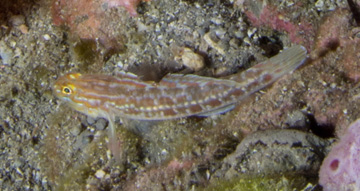 Spotted Goby (Coryphopterus punctipectophorus)