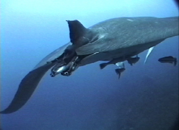 Top view of manta ray M1 swiimming away from photographer. Claspers are visible indicating it is a male. This manta has no tail.