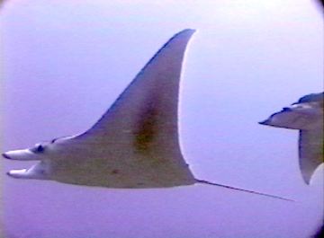 Belly view of manta ray M2. To the right, swimming behind M2, the head of a mobula ray is visible.