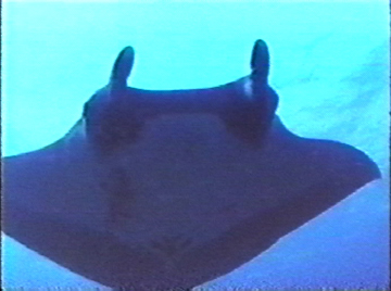 Belly view of manta ray M3 swimming toward photographer