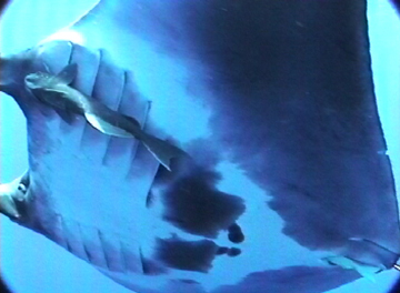 Close up belly view of manta ray M13 swimming to the left.  A remora is attached to the ray over the gill slits on the left side.