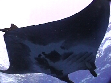 Close up belly view of manta ray M13 swimming to the right
