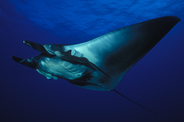 Belly view of manta ray M13 swimming to the left.  A remora is attached to the ray under each eye.
