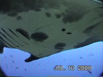 Close up belly view of manta ray M14 swimming to the left.