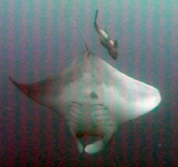 Belly view of manta ray M15 swimming away from photographer.  A fish is swimming along behind the manta.