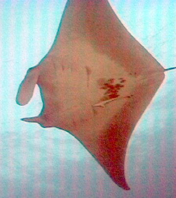 Belly view of manta ray M16 swimming to the left