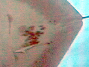 Digital enhancement of spot pattern on manta ray M16