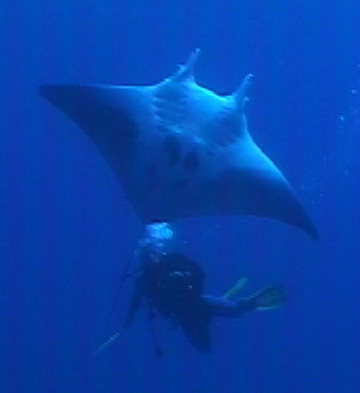 Belly view of manta ray M18 swimming toward the photographer.  A diver is visible swimming behind the manta.