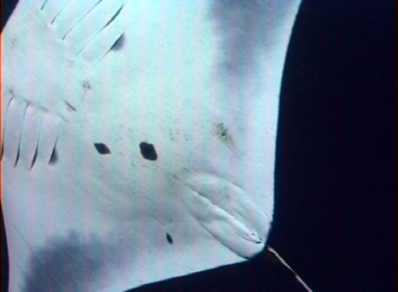 Close up belly view of manta ray M20 swimming to the left