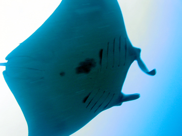 Belly view of manta ray M22 swimming to the right