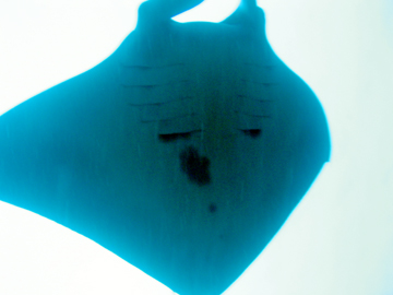 Belly view of manta ray M22 swimming toward the photographer