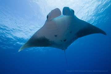 Belly view of manta ray M24 swimming toward the photographer