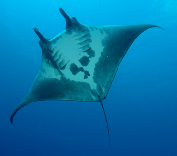 Belly view of manta ray M26 swimming to the left.  A remora is attached to the ray beneath the right eye.