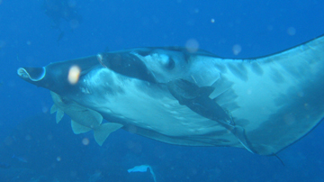Belly view of manta ray M26 swimming to the left.  A remora is attached to the ray beneath each eye.