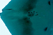 Digital enhancement of spot pattern on manta ray M38