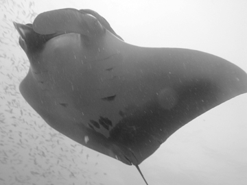 Belly view of manta ray M44 swimming to the left