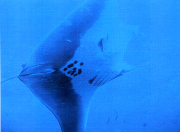 Belly view of manta ray M47 swimming to the right