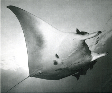 Belly view of manta ray M60 swimming to the right.  A remora is visible on the left side of the ray.  What appears to be a remora fin is protruding from above the manta's right eye.  Black & white photo.