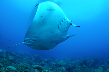 Belly view of manta ray M64