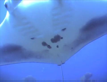 Belly view of manta ray M65.
