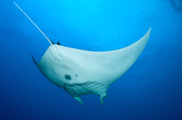 Belly view of manta ray M29 swimming away from the camera