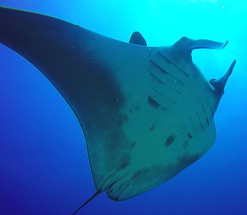 Belly view of Manta Ray M78 swimming up and to the right
