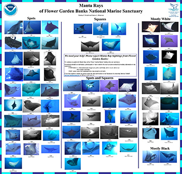 Image of Manta Catalog poster showing all of the identified manta rays by categories.