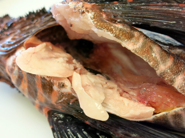 A dissected lionfish belly with congealed fat clumps pulled outward.