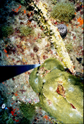 Coral, sponges, and algae on the reef in 2002.