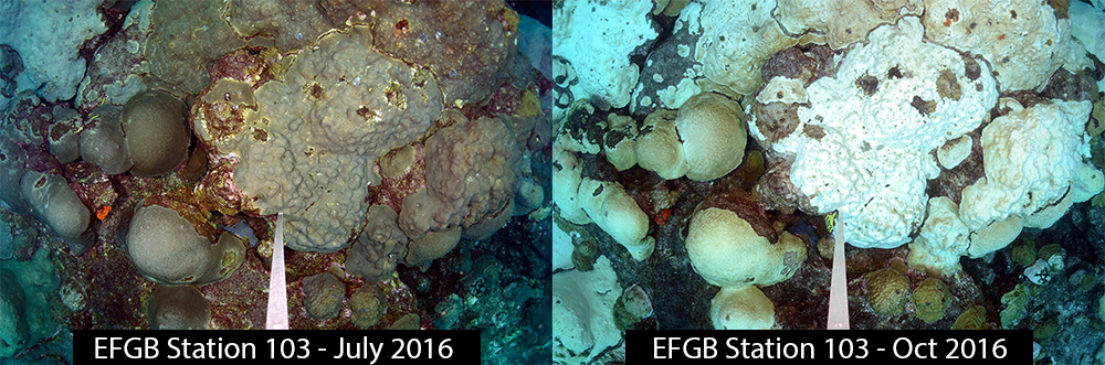 Side by side images of the same section of coral reef. The left image shows corals in their normal brownish green colors in July 2016. The right image shows most of the corals are white or turning white in October 2016.
