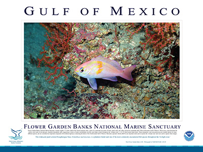 Poster with a large photo of pink and orange roughtongue bass in the middle and a description of the bass and the location it was observed underneath