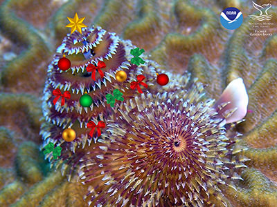 A Christmas tree worm decorated with ornaments, bows, and a star