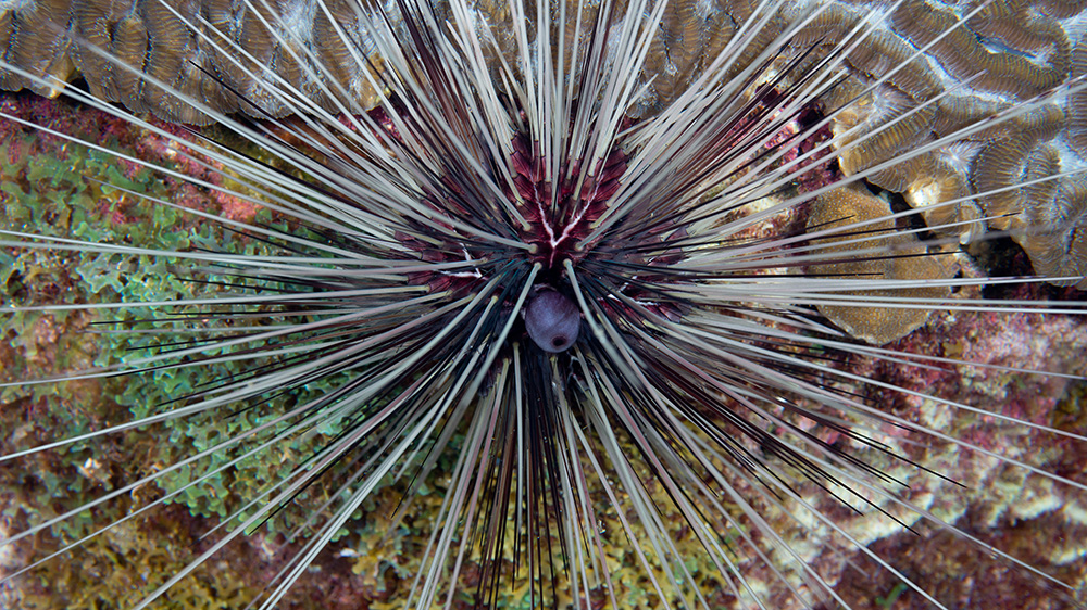 Close up view of a long-spined urchin with both white and black spines
