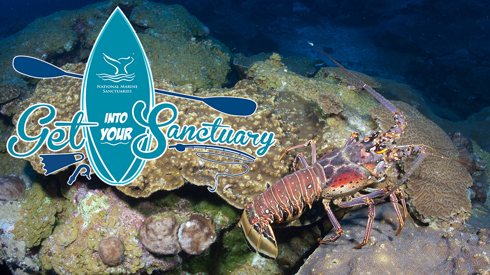 Get Into Your Sanctuary logo alongside a spiny lobster walking across the reef