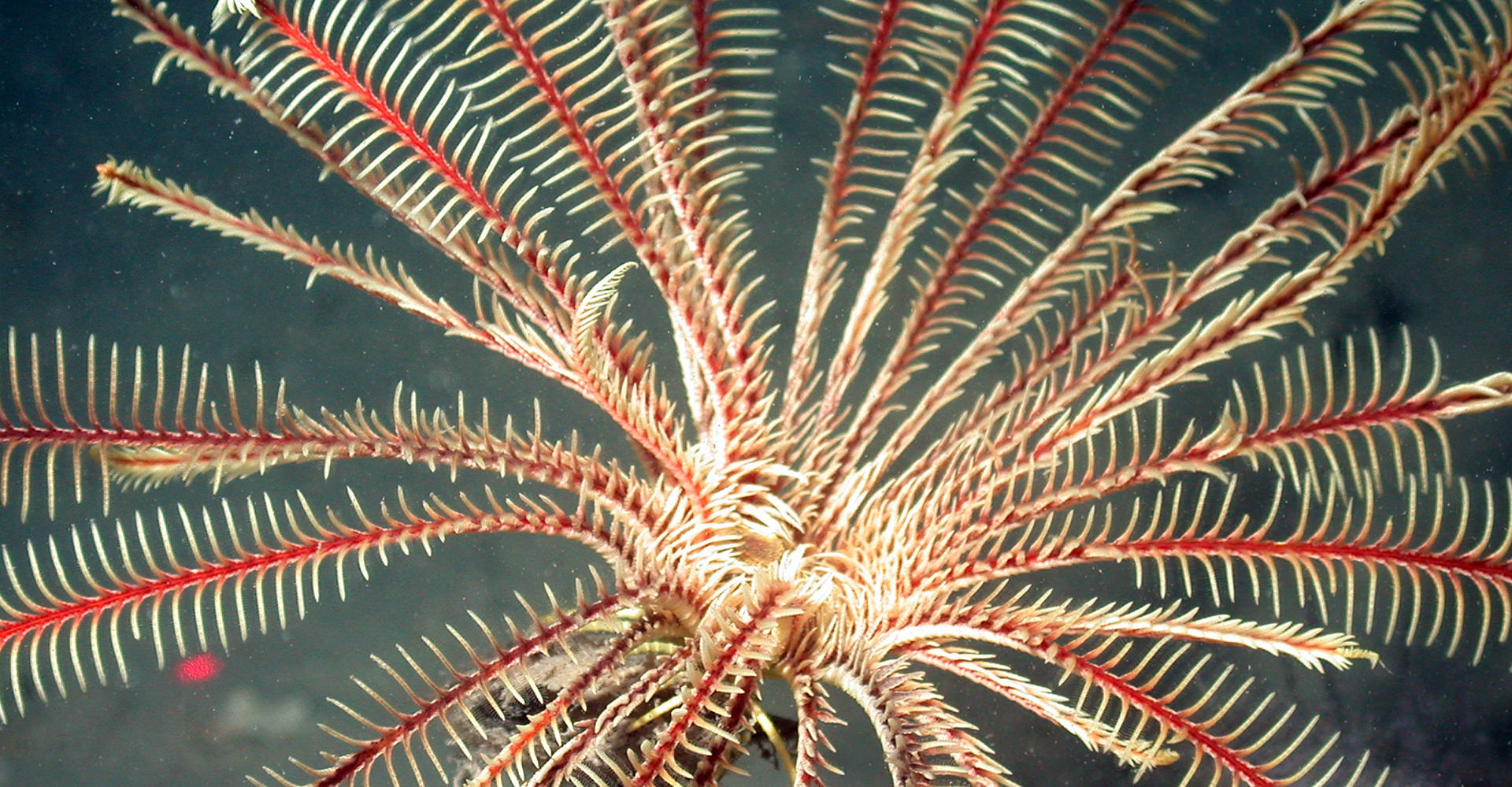 Close up view of a crinoid with red arms