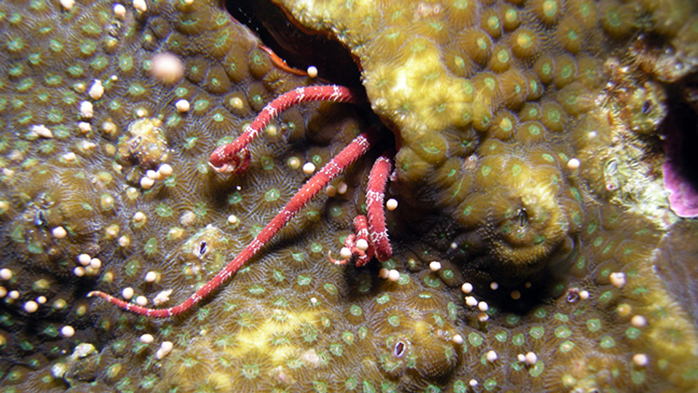 Close up view of brittle star arms reaching out from a crevice to grab coral spawn