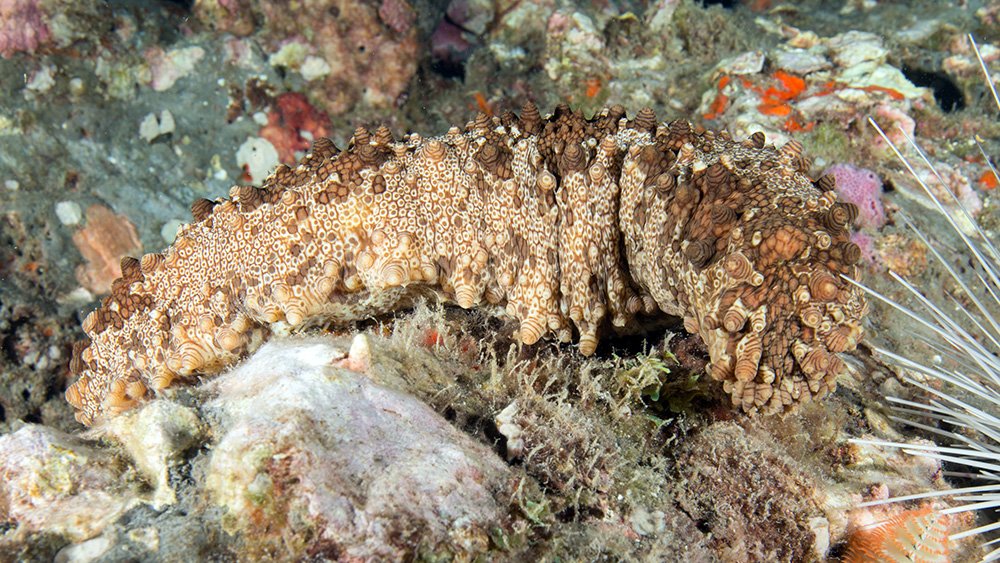 Five-toothed Sea Cucumber (Actinopyga agassizii)